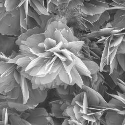 2007_6555_CaP_250x250